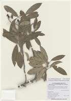 藏品(玉山假沙梨)的圖片